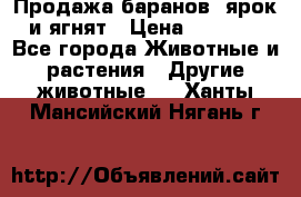 Продажа баранов, ярок и ягнят › Цена ­ 3 500 - Все города Животные и растения » Другие животные   . Ханты-Мансийский,Нягань г.